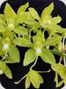 Grammatophyllum scriptum Alba